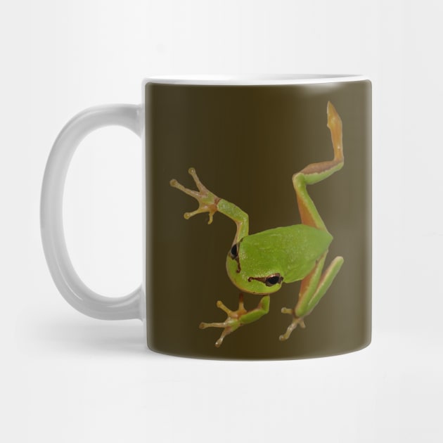 European Green Tree Frog Isolated by taiche